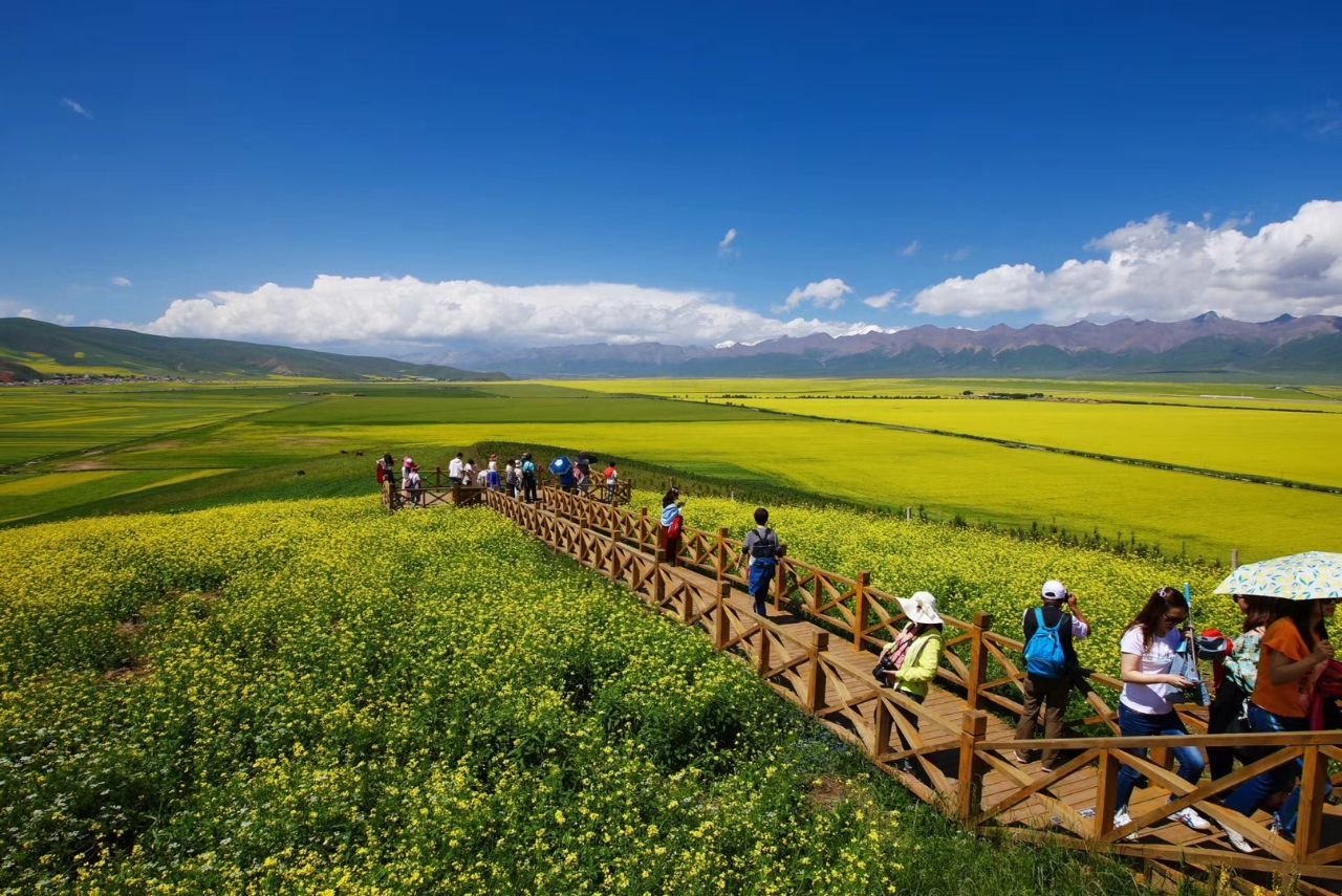 门源油菜花旅游景点攻略图