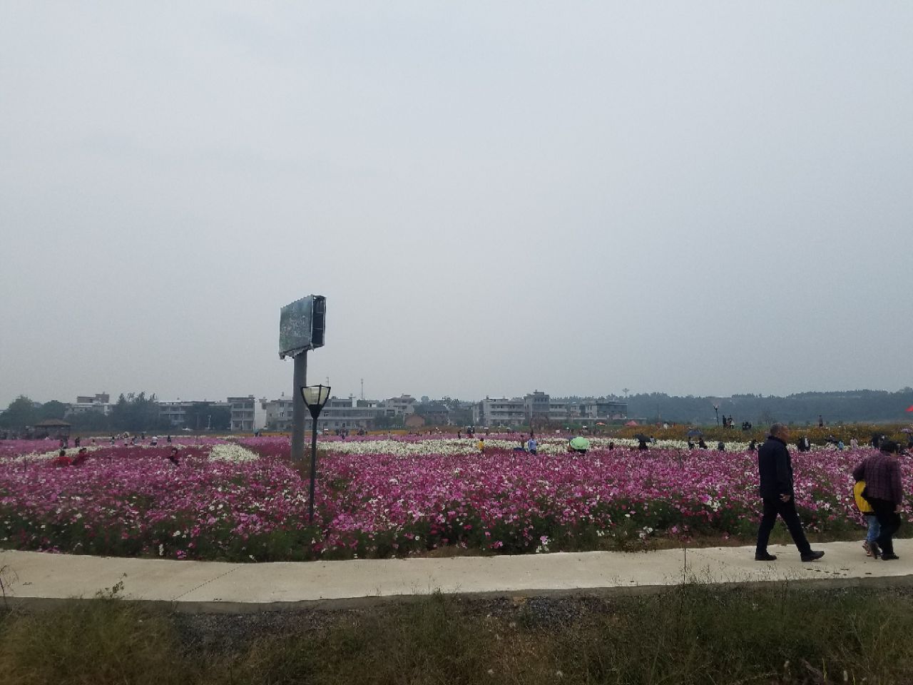 大市花海门票多少钱,平时有没对外开放-耒阳旅游问答