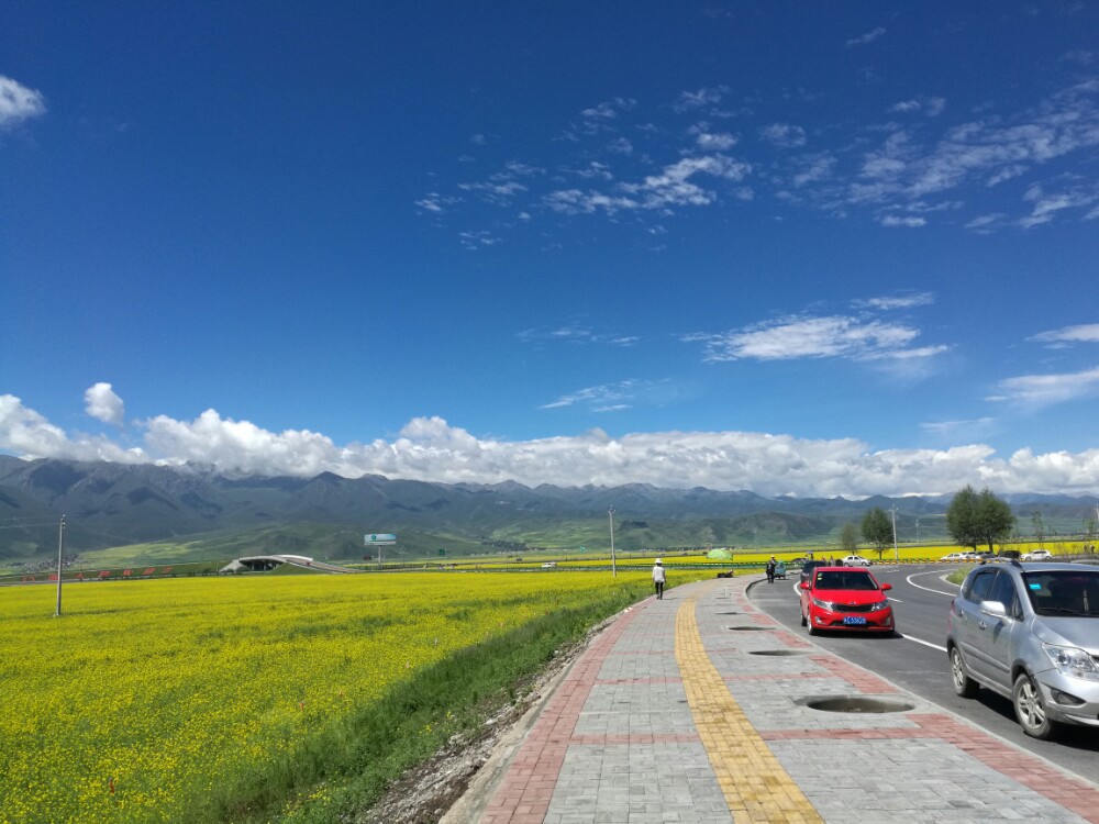 【携程攻略】门源门源百里油菜花海景点,去青海必须去门源,去门源必须