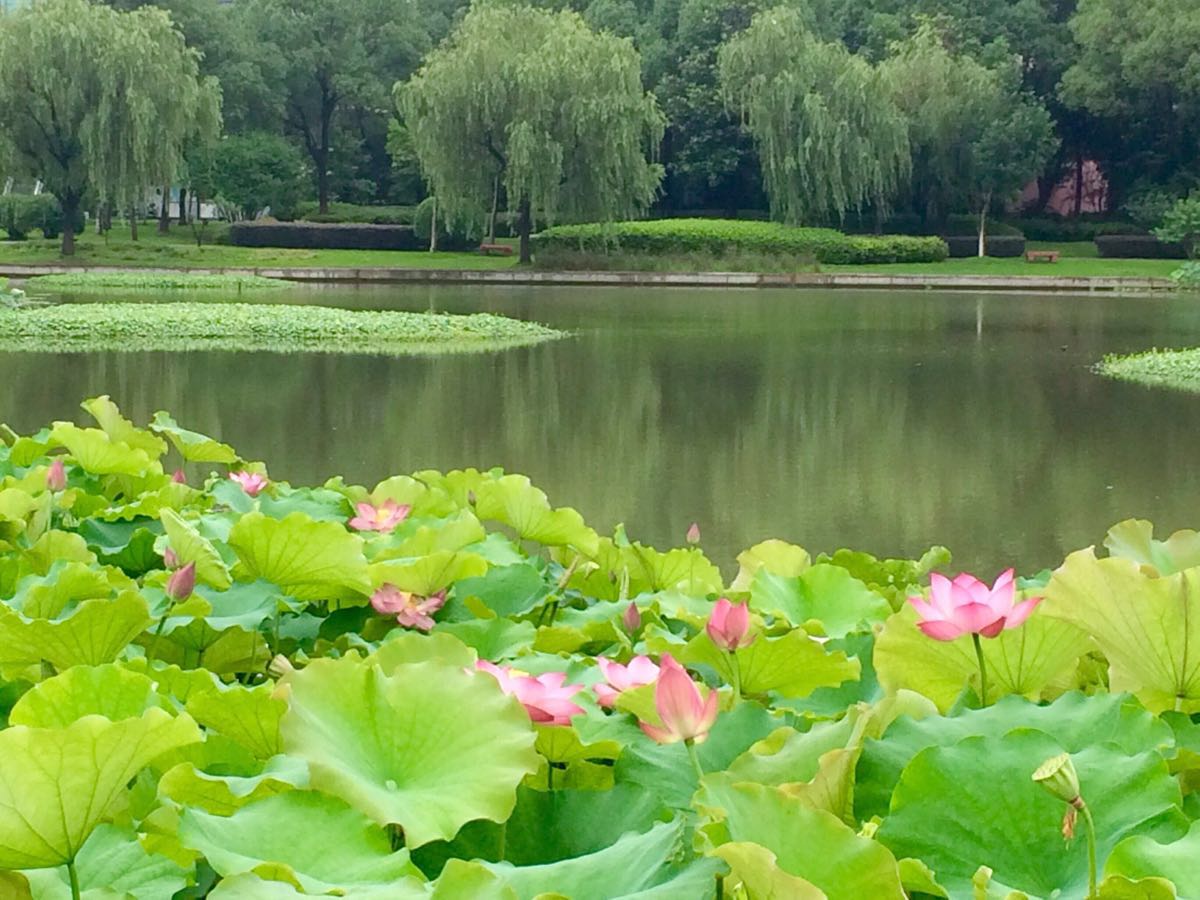 秀洲公园