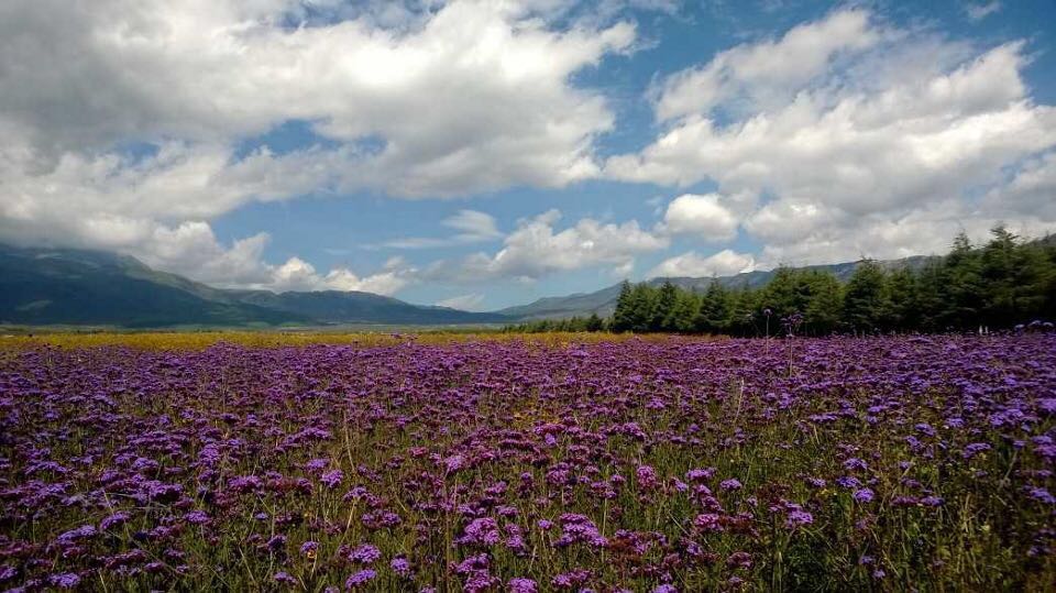 格桑花海