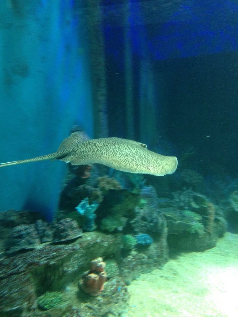 壁纸 动物 海底 海底世界 海洋馆 水族馆 鱼 鱼类 1000_591