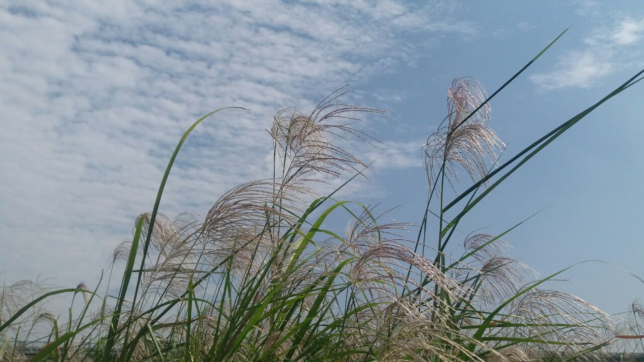 汉口江滩边芦苇丛