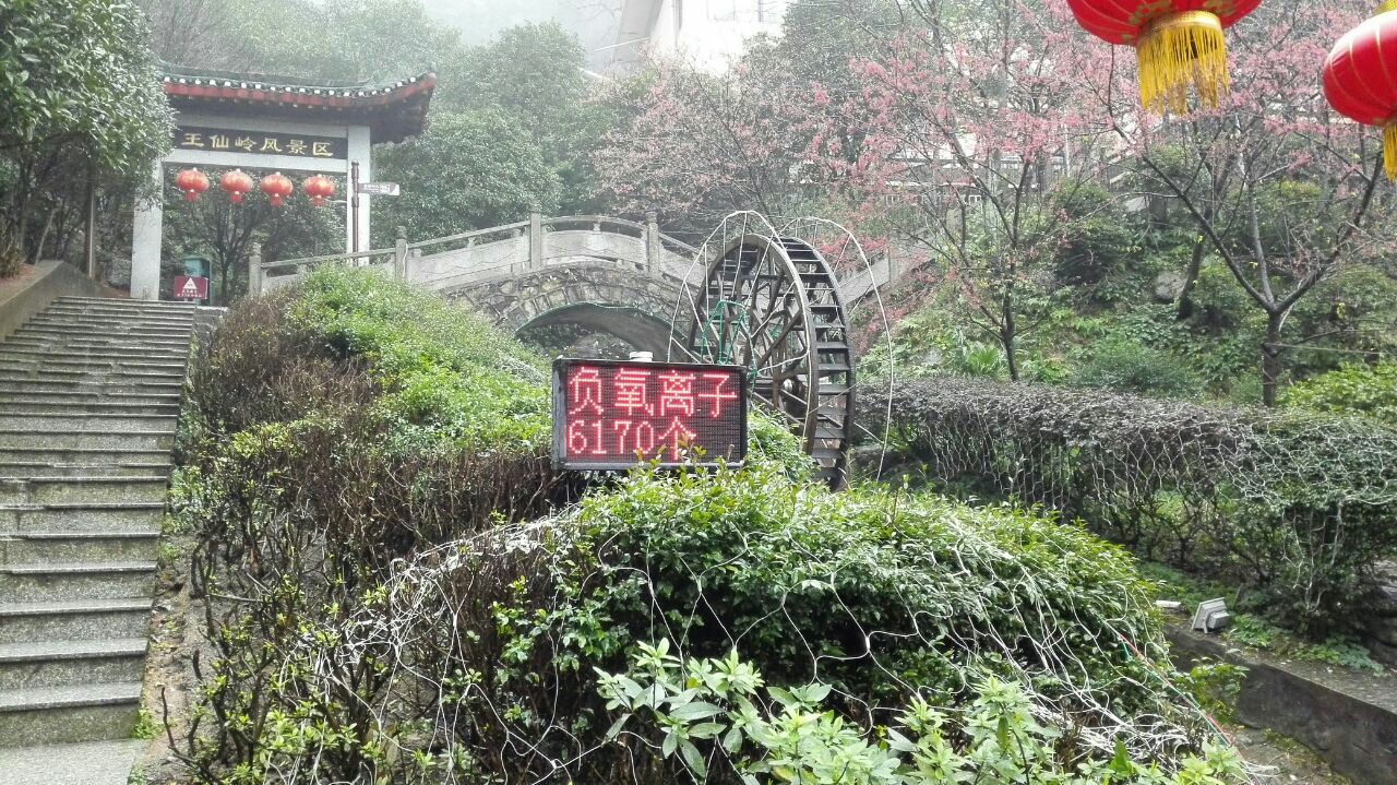 雖然天氣不佳,但為賞楓而來的我,也感到值得了。在通往聚仙亮的上山路,雖然很陡,但兩邊都修了鐵鍊,如同有兩支登山杖,加上沿途楓樹片片,所以走得不算辛苦。到天鵝湖後循叠翠瀑下山,除了有幾個蠻好看的瀑布外,沿路也有紅楓點綴,甚有意境。再折回相山櫻花園上行至相山亭,那裡有幾棵參天銀,帶給上甚多驚喜。然後循櫻花園中小路下山,最後看完王仙嶺瀑,完成整個旅程,玩了3個小時,悠閒也盡興。唯一可惜是天氣欠佳,高景幾個觀景亭只能看見朦朧樹影。若到2月櫻花盛放,也值得再來一次。