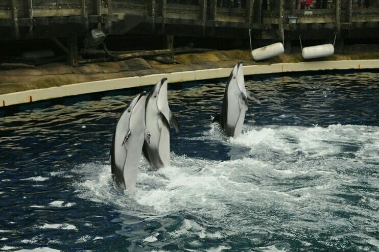 温哥华水族馆