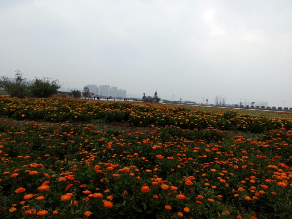 成都蔚然花海好玩吗,成都蔚然花海景点怎么样_点评