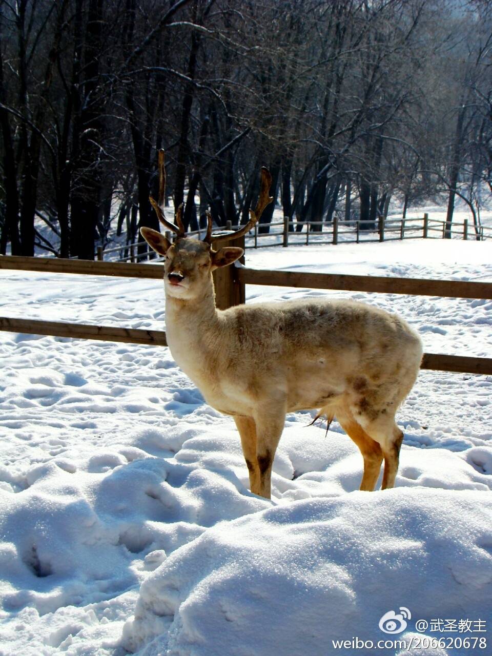 平山神鹿滑雪场