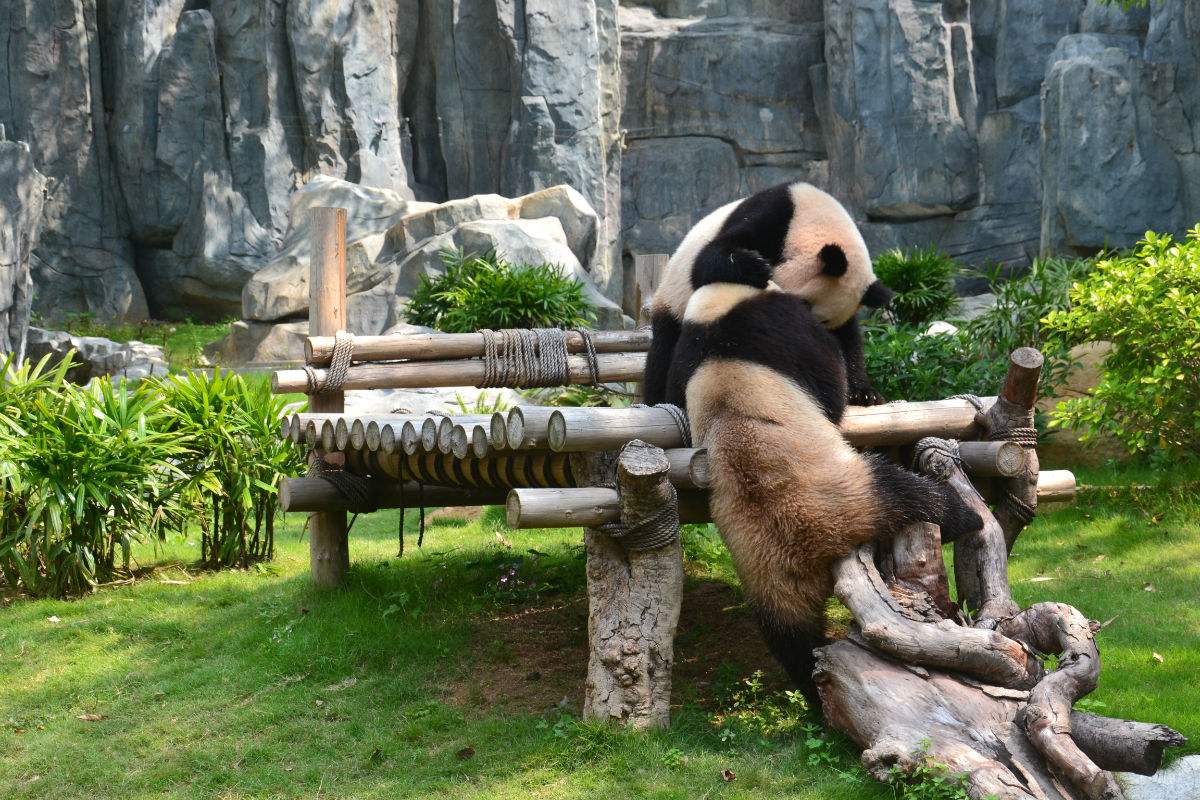 深圳野生动物园,就在西丽湖地铁站,交通很方便,直接刷身份证进去,动物品种算还可以吧,至少有多种东西比较少见,因为是放养式,所以动物没有显有很疲惫的感觉,因为是园林,树阴比较多,所以没有想象中晒成狗,对于表演,时间很短,马戏团的表演团购10元值得看,但表演节目少,惊喜不多,原价不值得看,对于小鸟表演,鸟受过训练,专叼走客人人民币,百兽盛会还行!里面物价比较贵,所以不是土豪带足干粮和饮料。至少看到了国宝,上午看到全在躺尸,下午特意返回去看,终于是醒的了!总体来说,搞优惠可以一游,而如果原价的话,真心不值!最后