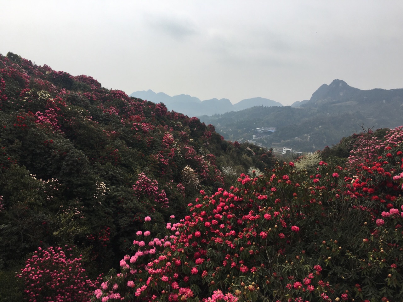 百里杜鹃风景区旅游景点攻攻略大同二日自助游略图图片