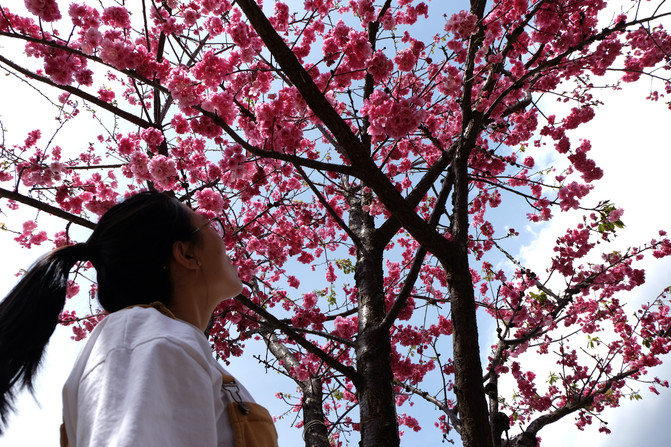 芳菲春色攻略生,最是难忘云广行~巴黎红灯区草木图片