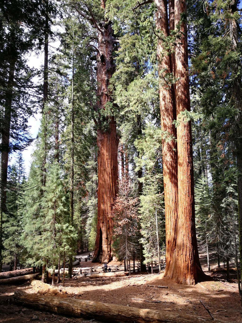 美景不分国界,2017再闯美西之:美国红杉树国家公园(sequoia national