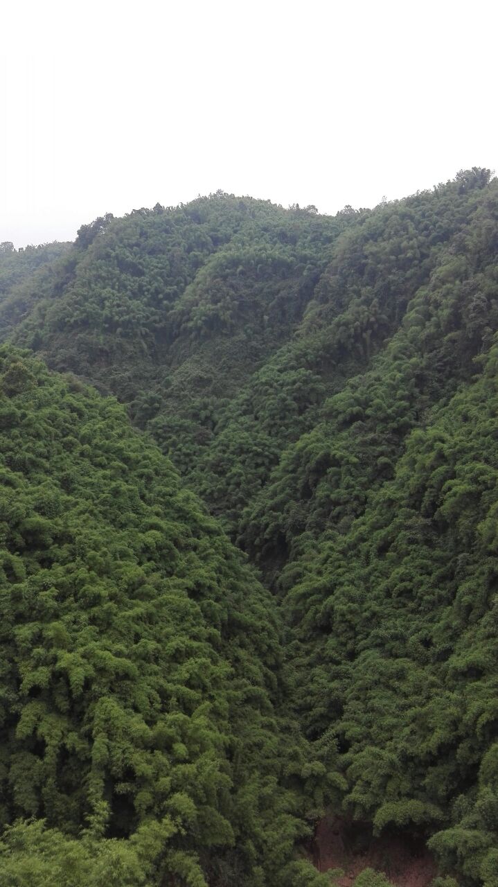 川西竹海峡谷自然景区(金鸡谷)