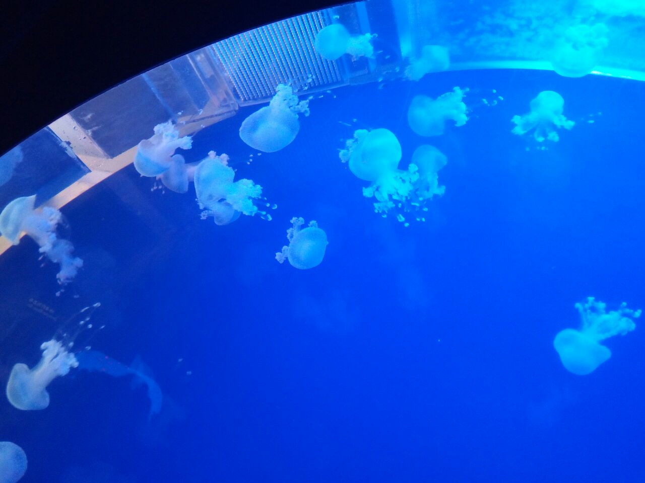 2019上海海洋水族馆_旅游攻略_门票_地址_游记点评,上海旅游景点推荐