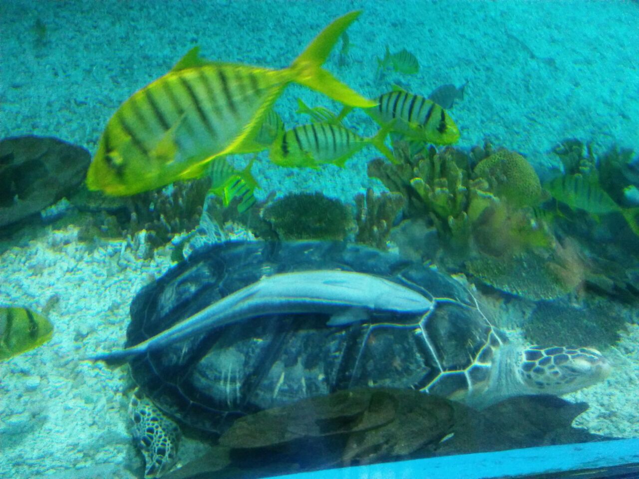 罗源湾海洋世界