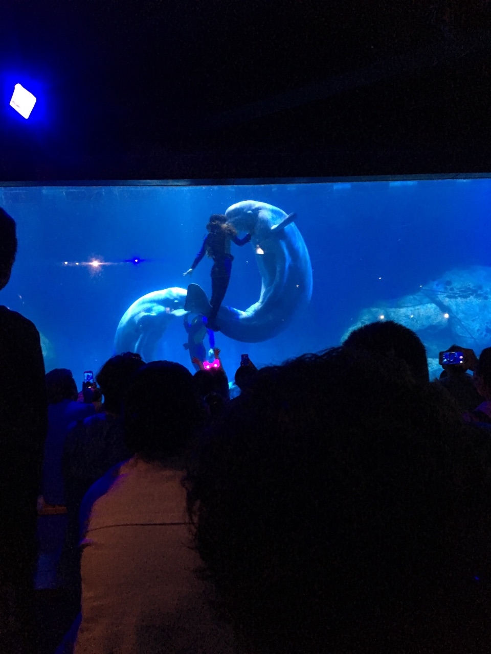 皇家海洋乐园