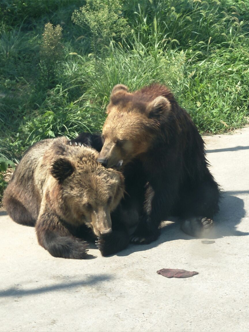 上海野生动物园