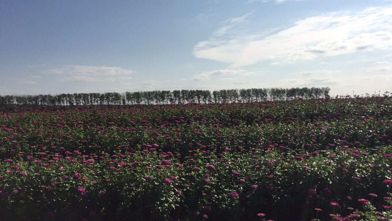 十里菊香(鹤乡菊海)景区