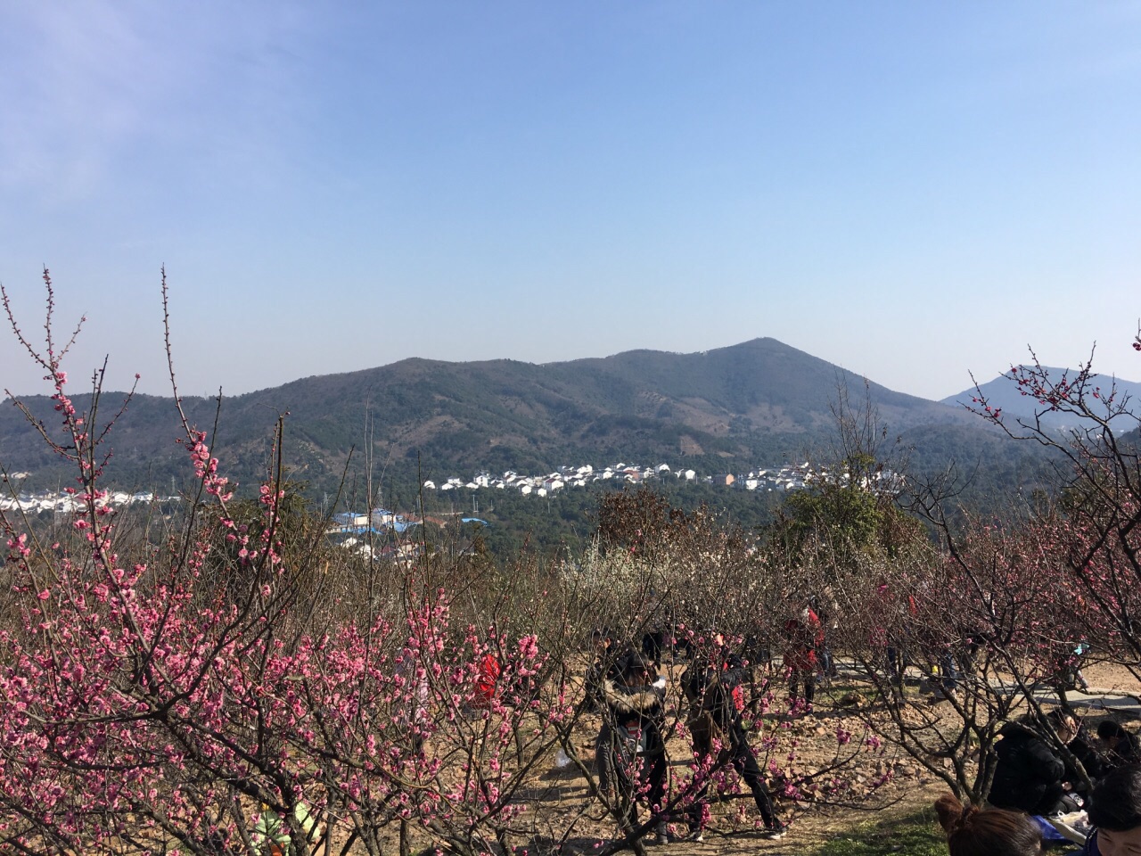 2019香雪海游玩攻略,香雪海位于苏州吴中区光福镇【去哪儿攻略】