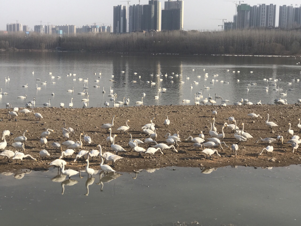 天鹅湖城市湿地公园