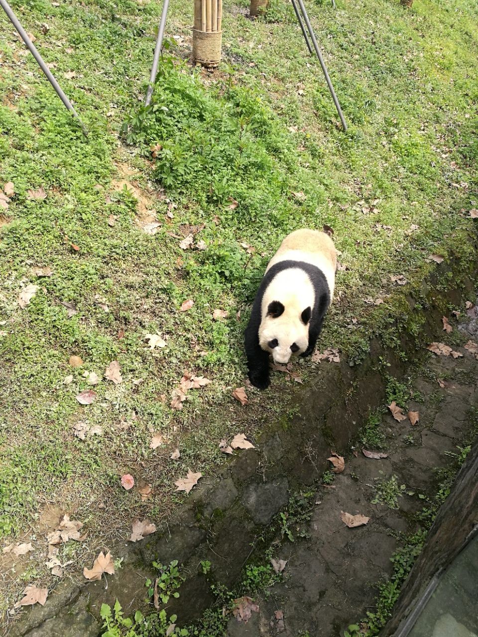 中国大熊猫保护研究中心都江堰基地旅游景点攻略图