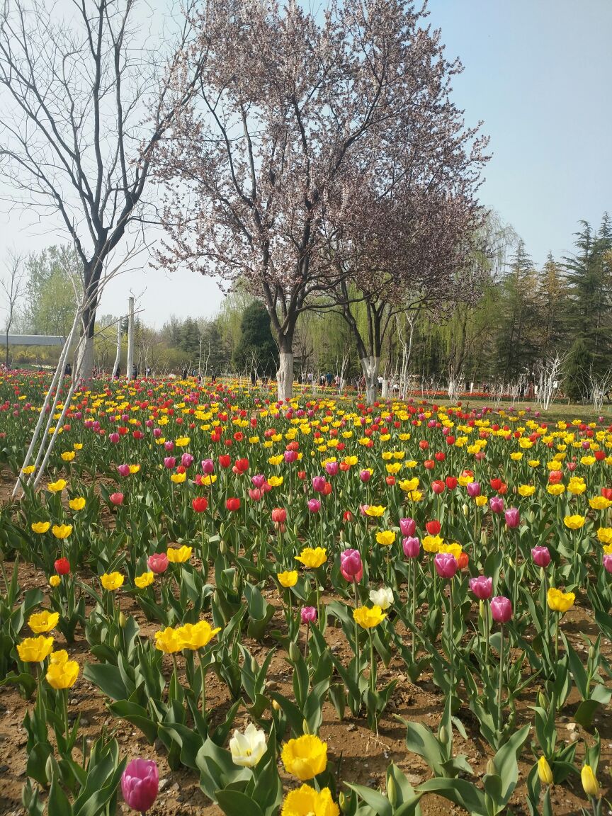 章丘区济南植物园好玩吗,章丘区济南植物园景点怎么样