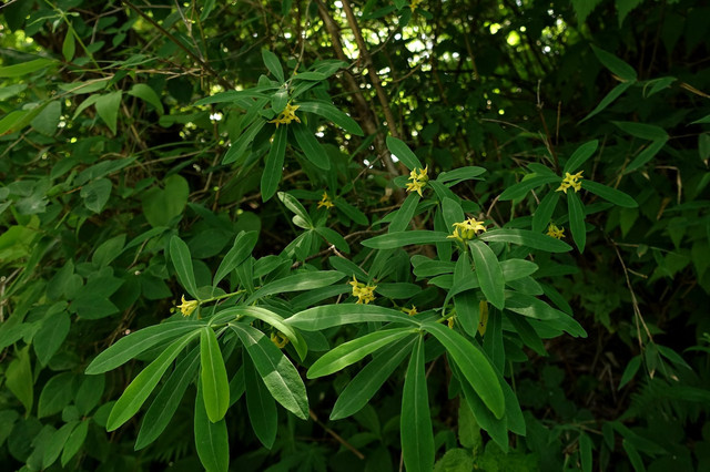 香气袭人的黄瑞香,秦岭植物志上叫祖师麻,是一味中药.