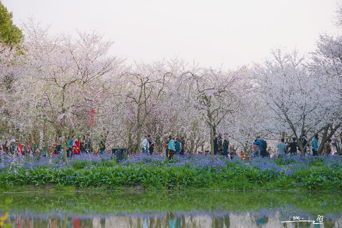 东湖樱花园