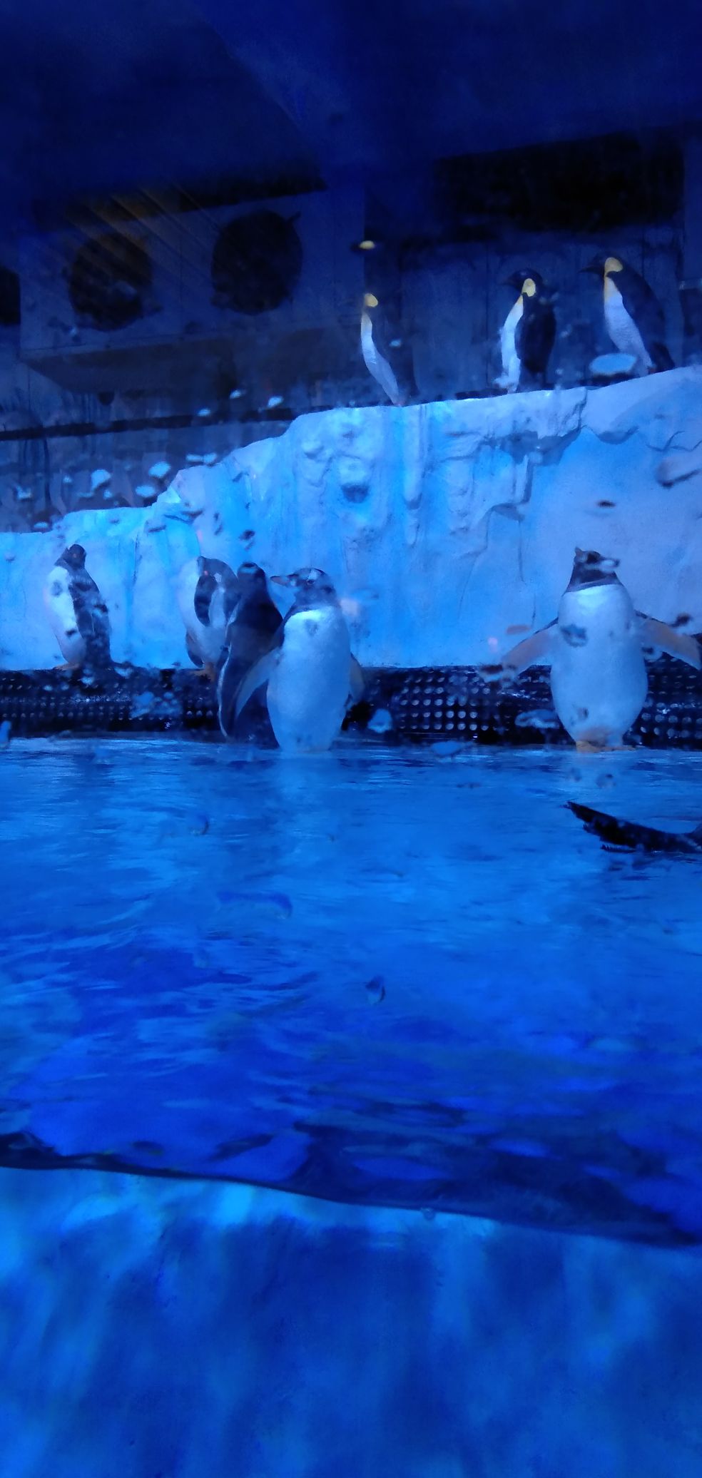 新华联大白鲸海洋公园