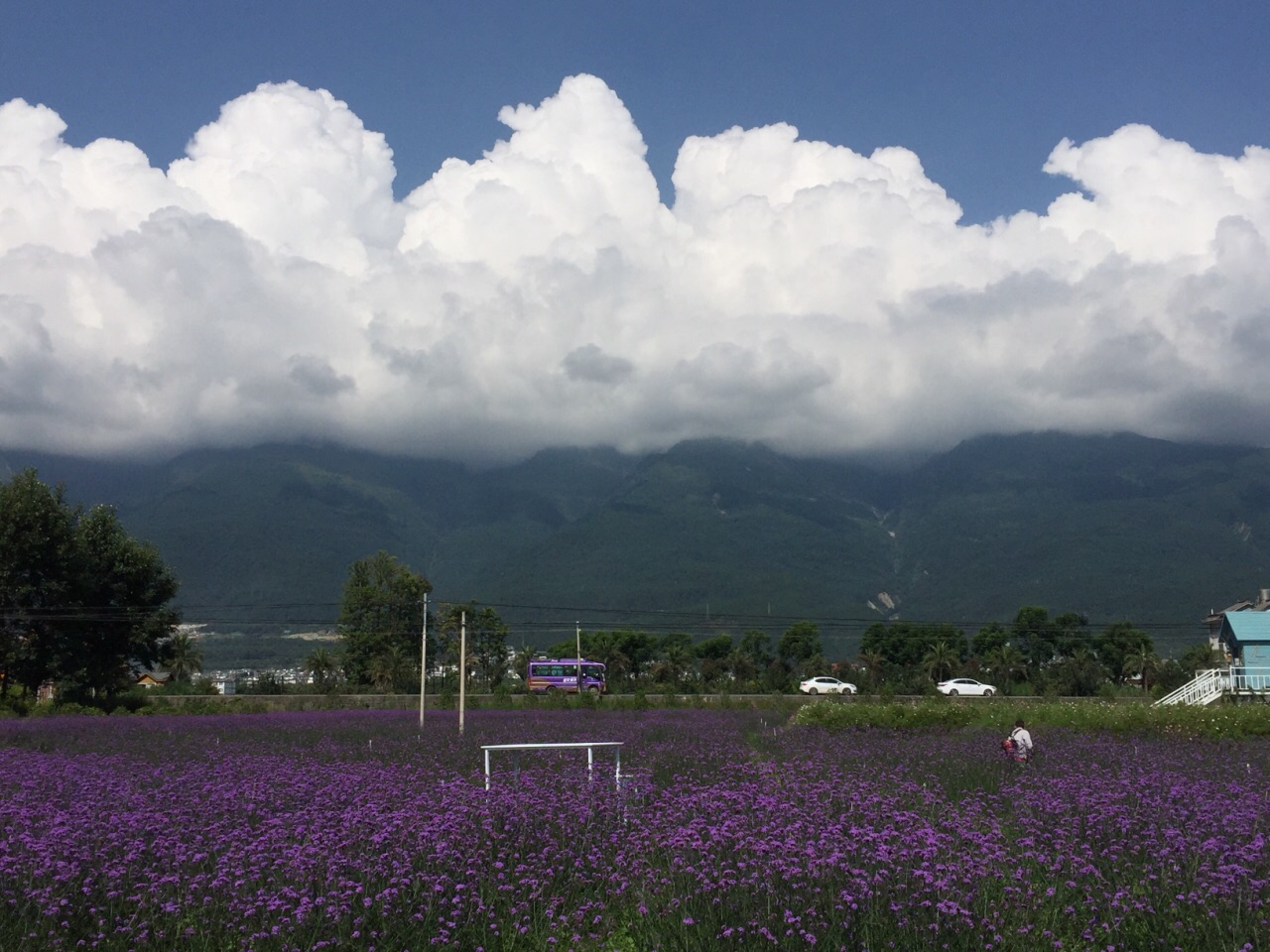 云海芳草千亩花卉博览园