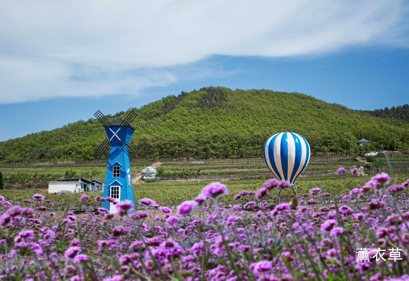 金石滩蓝莓谷庄园