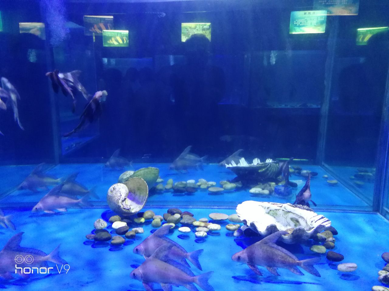 2019徐州水族展览馆游玩攻略,一般,小朋友应该喜欢.性价.