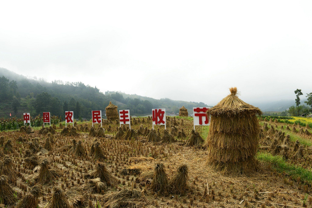 走进汉阴凤堰古梯田景区,遍地金黄,诉说着丰收的故事.