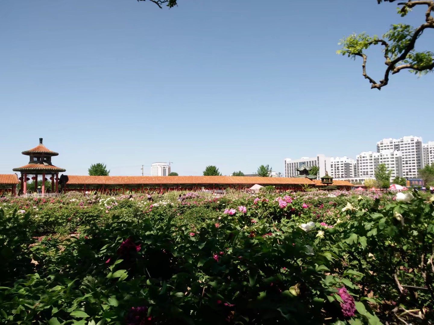 菏泽曹州百花园好玩吗,菏泽曹州百花园景点怎么样