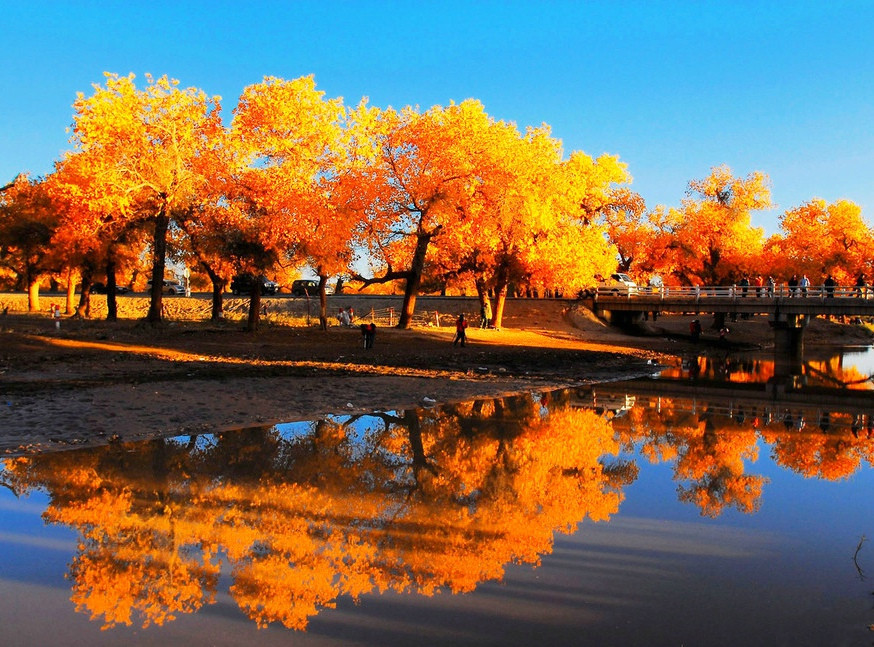 内蒙古 阿拉善 额济纳旗胡杨林 | 最美的秋天在这里(二)