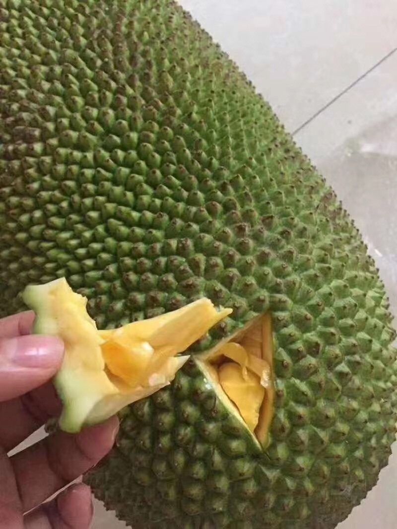 菠萝蜜确认生熟再开,
不确定成熟的情况下可以像这样挖个小口挖