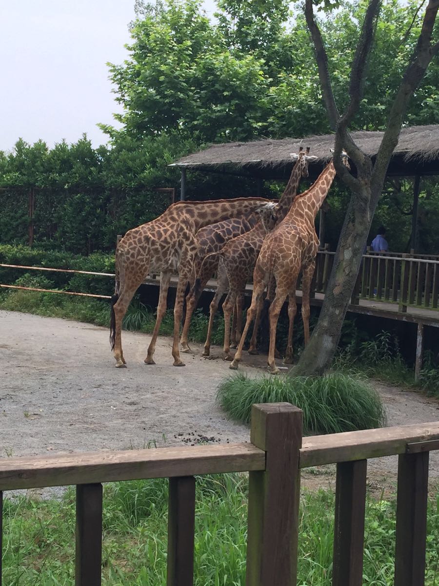 上海野生动物园