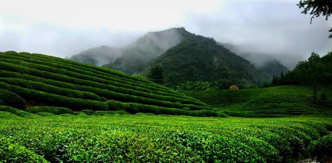 或置身全浮梁最美茶园中,品上一杯高山好茶,岂不清爽美哉?