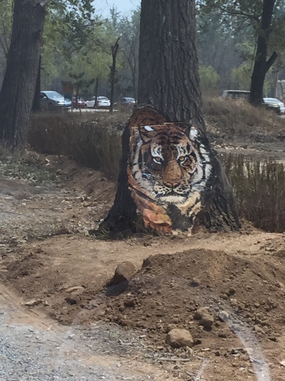 里面很大,建议早上就去可以玩儿一天在里面,可以自己带着些面包水果香肠,里面吃东西的地方少,要是中午去就玩的有点紧张了。在南戴河买了别墅,记得小时候来过,不过已经不记得了,这次来自驾进去的,端午小假期,人真是不少,车排大队,虽然里面有免费摆渡车和小火车,但是感觉还是自驾比较好,在穿越散养区时候小火车太快,不如自驾车看的好,散养区行车道两边也有矮的电网,不担心猛兽过来,而且去过别的地方的野生动物园,很多坐笼车或者自驾车路上的动物都离车很远。这里的老虎狮子竟然离得还比较近,感觉它们很给力啊!虽然比起北京野生动物