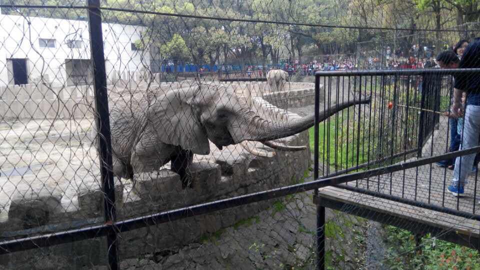 武汉有什么动物园|武汉有动物园吗|武汉有几个动物园|武汉动物园有熊猫吗 - cad信息网