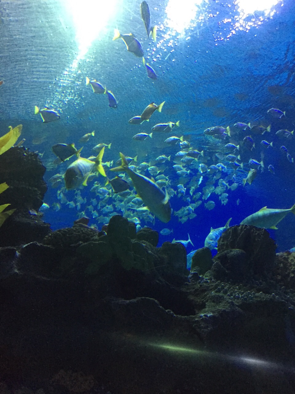 吉隆坡水族馆旅游景点攻略图