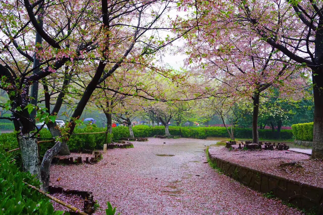樱花大道,武汉大学著名景观之一.