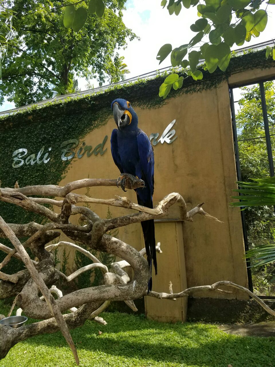 巴厘岛巴厘岛鸟园好玩吗,巴厘岛巴厘岛鸟园景点怎么样