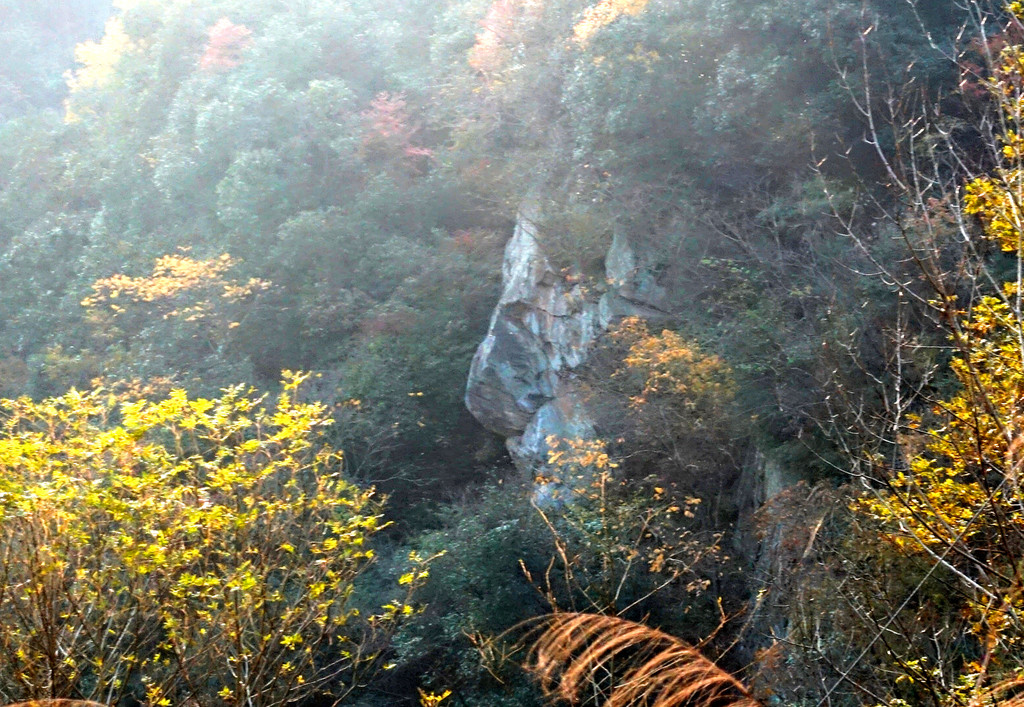 大别山腹地杏黄枫红深秋赏叶正当时 安徽金寨楼房村 胭脂村 马鬃岭