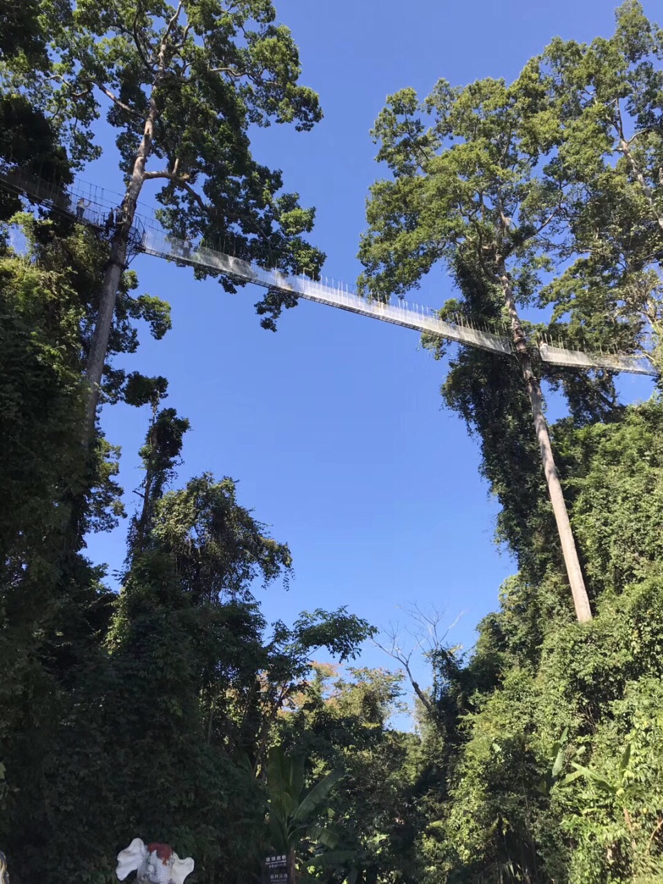 西双版纳热带雨林国家公园望天树景区