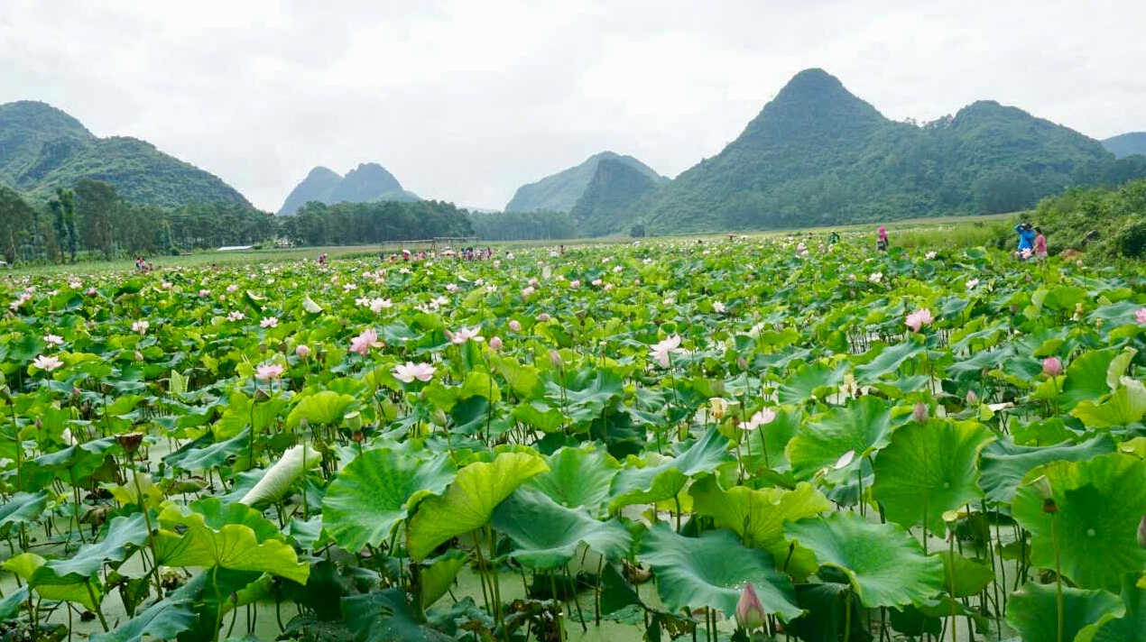 【携程攻略】普者黑风景区普者黑景区景点,老夫子《往事逾千年#183