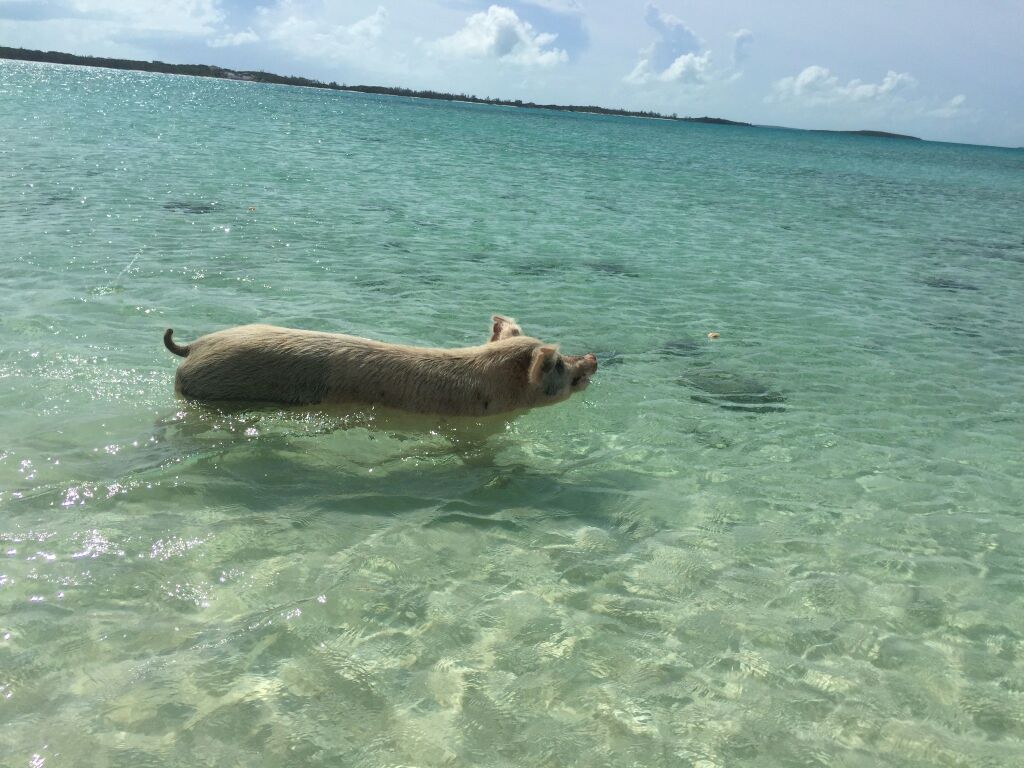 猪岛