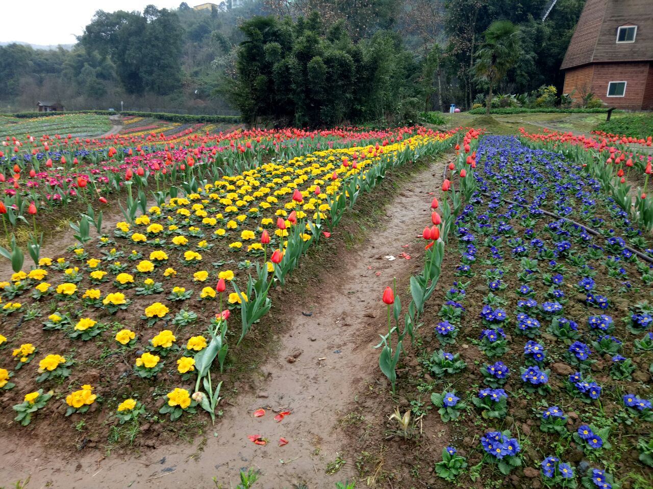 泸州清溪谷旅游区61花田酒地景区好玩吗,泸州清溪谷
