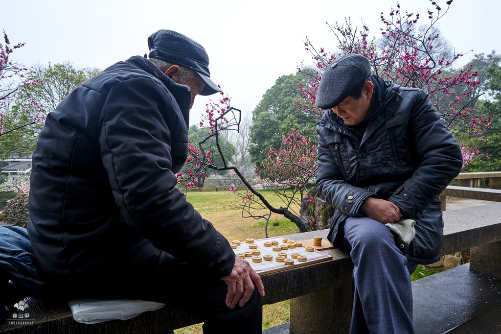 梅园清晨,正在下棋的老人