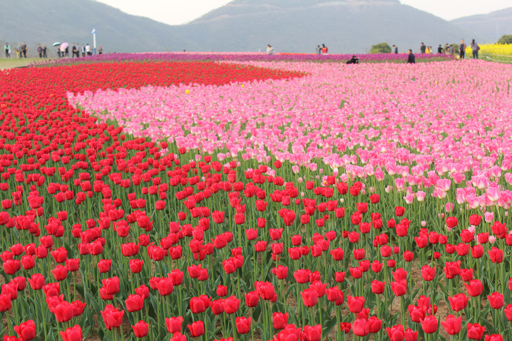 百合花开 巢湖郁金香高地