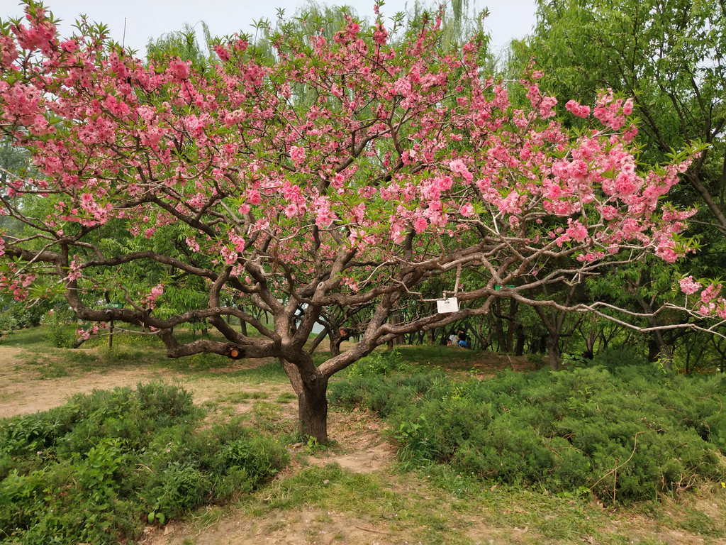 就是从这个月季园的左边开始游玩的,哇,一颗大桃树.